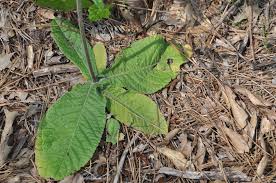 Image result for Elephantopus