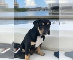 Maybe you would like to learn more about one of these? Puppyfinder Com English Bulldog Puppies Puppies For Sale Near Me In Tampa Florida Usa Page 1 Displays 10
