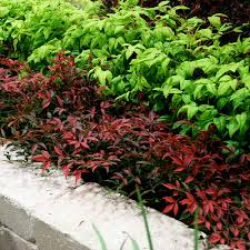 Image result for Nandina