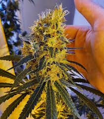 Maybe you would like to learn more about one of these? Buy Strawberry Lemonade Feminized Seeds Bybarney S Farm Herbies