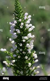 Image result for Fabiana imbricata