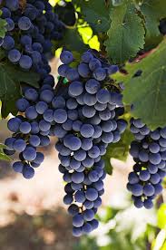 Pin By Leanne Steadman On The Fruit Yard Grapes Organic Fruit Grape Vines
