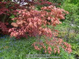 Check spelling or type a new query. Photo Of The Entire Plant Of Japanese Maple Acer Palmatum Amber Ghost Posted By Kniphofia Garden Org
