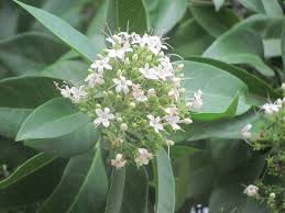 Image result for Volkameria glabra