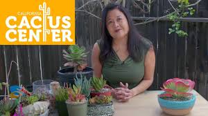 I'd leave it on at least 16 hrs a day (use a simple. Popular Full Sun Succulents Youtube
