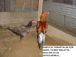 Hint Horoz Merkezi 0543 699 5390 Star Hint Horozu Tavugu Ve Kuluckalik Yumurta Satisi Horoz Resim Hint