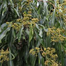 Image result for Heteropyxidaceae