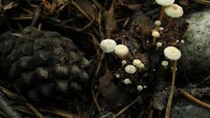 Image result for Strobilurus conigenoides