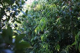 Experience lifelike plum flower tree at alibaba.com, ideal for decorating indoors and outdoors. The Tree Shop Your Local Nursery Surry Hills Melbourne Victoria