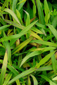 Image result for Digitaria milanjiana