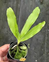 Image result for Cyrtorchis