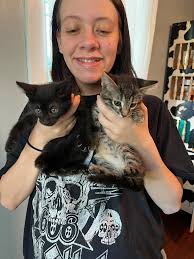 Free kittens to a good home. These cuties are roughly 11 weeks old two  females and one male.