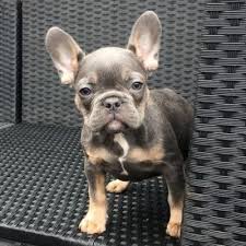 Black And Brown French Bulldog For Sale Miniature French Bulldog Puppies For Sale Uk Popular Breeds Of Dogs Cute French Bulldog Mini French Bulldogs Bulldog