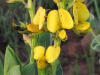 Image result for Argyrolobium tomentosum