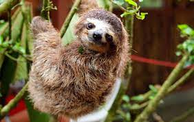 Fun Facts About Sloths In Costa Rica Cute Baby Sloths Cute Sloth Pictures Sloth Facts