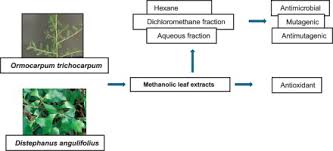 Image result for Ormocarpum trichocarpum