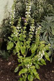 Image result for Ocimum lamiifolium