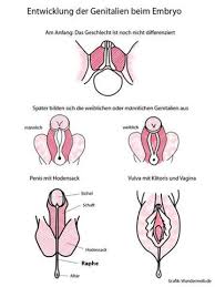Einige frauen haben von geburt an ungleiche schamlippen. Ahnlichkeiten Von Hoden Und Schamlippen Gesundheit Und Medizin Biologie Penis