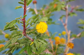 Image result for Acacia farnesiana