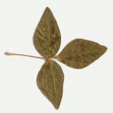 Image result for Dolichos sericeus