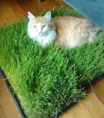 To grow cat grass as a houseplant, sow indoors at any time. Cat Grass Seeds Grow Your Own Digestion Health Interactive Fish Toys Ebay