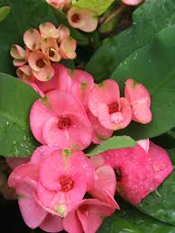 Image result for Euphorbia zambesiana