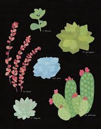 Succulent Chart Iv By Wild Apple Portfolio