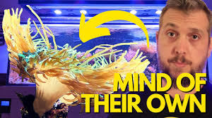 Bubble Tip Anemones Just Do What They Want in The Reef Tank!