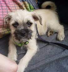 Schnug Miniature Schnauzer Pug Hybrid Dogs Info And Pictures Schnauzer Miniature Schnauzer Puppies Hybrid Dogs
