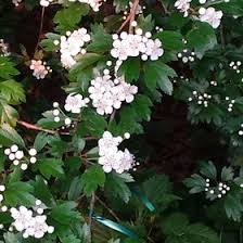 Karin Gerth (karingerth)