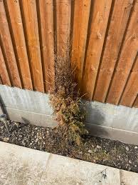 Image result for thuja drying out dead dried symptoms)