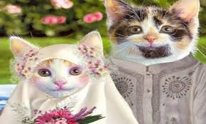 Kompilasi kucing lucu imut sedunia | funny cat and kitten. Kicau Burung Mania Kumpulan Gambar Kucing Lucu Imut Dan Menggemaskan