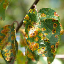 Diagnose Tree Disease Better Homes Gardens