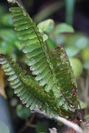 Image result for Trichomanes