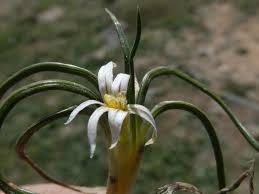 Image result for Romulea congoensis
