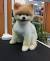 Fox Pomeranian Haircut