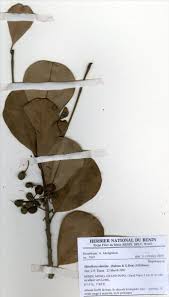 Image result for Manilkara obovata
