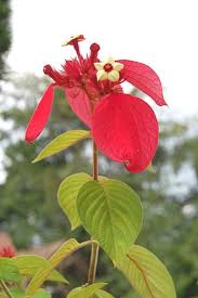 Image result for Acacia erubescens