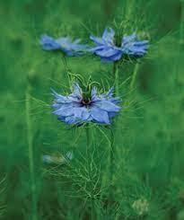 20 Gardenworthy Self Sowers Finegardening Rose Garden Portland Fine Gardening Blue Garden