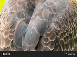Hand with an eagle feather, concept of ancient writing. Eagle Feathers Image Photo Free Trial Bigstock
