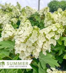 Image result for Hydrangea quercifolia