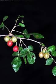 Image result for Carpodiptera africana