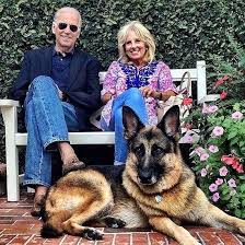 Rent prices for neighborhoods near clinton, il. Us Election From Joe Biden S Dogs To Bill Clinton S Cat Meet The White House Pets News Photos Gulf News