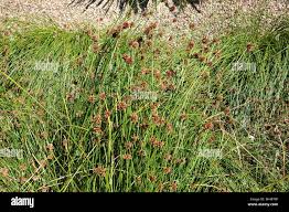 Image result for Isolepis prolifera