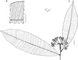 Image result for Rhabdophyllum arnoldianum