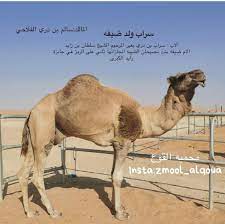 بشر بن أبي خازم بن عمرو بن عوف بن حميري بن أسد بن خزيمة بن مدركة بن الياس بن مضر بن نزار ، ويكنى بأبي نوفل ، هو شاعر جاهلي فحل من أهل نجد، من بني أسد بن خزيمة ، عاش بين العقد الثالث والعقد الأخير من القرن السادس الميلادي. Ø±Ø§Ø¹ÙŠ Ø§Ù„Ø®ÙŠØ§Ù„ÙŠÙ‡ Auf Twitter ØªÙ… ÙˆØµÙˆÙ„ Ø³Ø±Ø§Ø¨ ÙˆÙ„Ø¯ Ø¶ÙŠÙÙ‡ Ø¨Ø¹ÙŠØ± Ø³Ø§Ù„Ù… Ø¨Ù† Ø¯Ø±ÙŠ Ø§Ù„ÙÙ„Ø§Ø­ÙŠ Ø§Ù„Ù‰ Ù…Ø­Ù…ÙŠØ© Ø§Ù„Ù‚ÙˆØ¹ 16 11 2020 Ø§Ù„Ø§Ø¨ Ø³Ø±Ø§Ø¨ Ø¨Ù† Ø¯Ø±ÙŠ Ø¨Ø¹ÙŠØ± Ø§Ù„Ù…Ø±Ø­ÙˆÙ… Ø§Ù„Ø´ÙŠØ® Ø³Ù„Ø·Ø§Ù† Ø¨Ù† Ø²Ø§ÙŠØ¯ Ø§Ù„Ø§Ù… Ø¶ÙŠÙÙ‡ Ø¨Ù†Øª Ù…ØµÙŠØ­Ø§Ù†