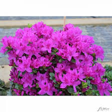 Perfumy lalique z linii azalée z dostawą w ciągu 2 dni. Japanische Azalee Lady Dark Rhododendron Obtusum Lady Dark Immergrune Laubgeholze Garten Schluter