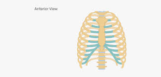 Learn vocabulary, terms and more with flashcards, games and other study tools. Clip Art Diagram Of Rib Cage Unlabeled Rib Cage Diagram Free Transparent Clipart Clipartkey