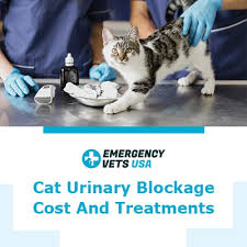 To prevent urinary blockages, please get your cat entirely off of dry food. Cat Urinary Blockage Causes Surgery Costs And Treatments