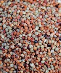 Is Milo Seed Good Or Bad For Feeding Birds Seeds Bird Seed Dog Food Recipes